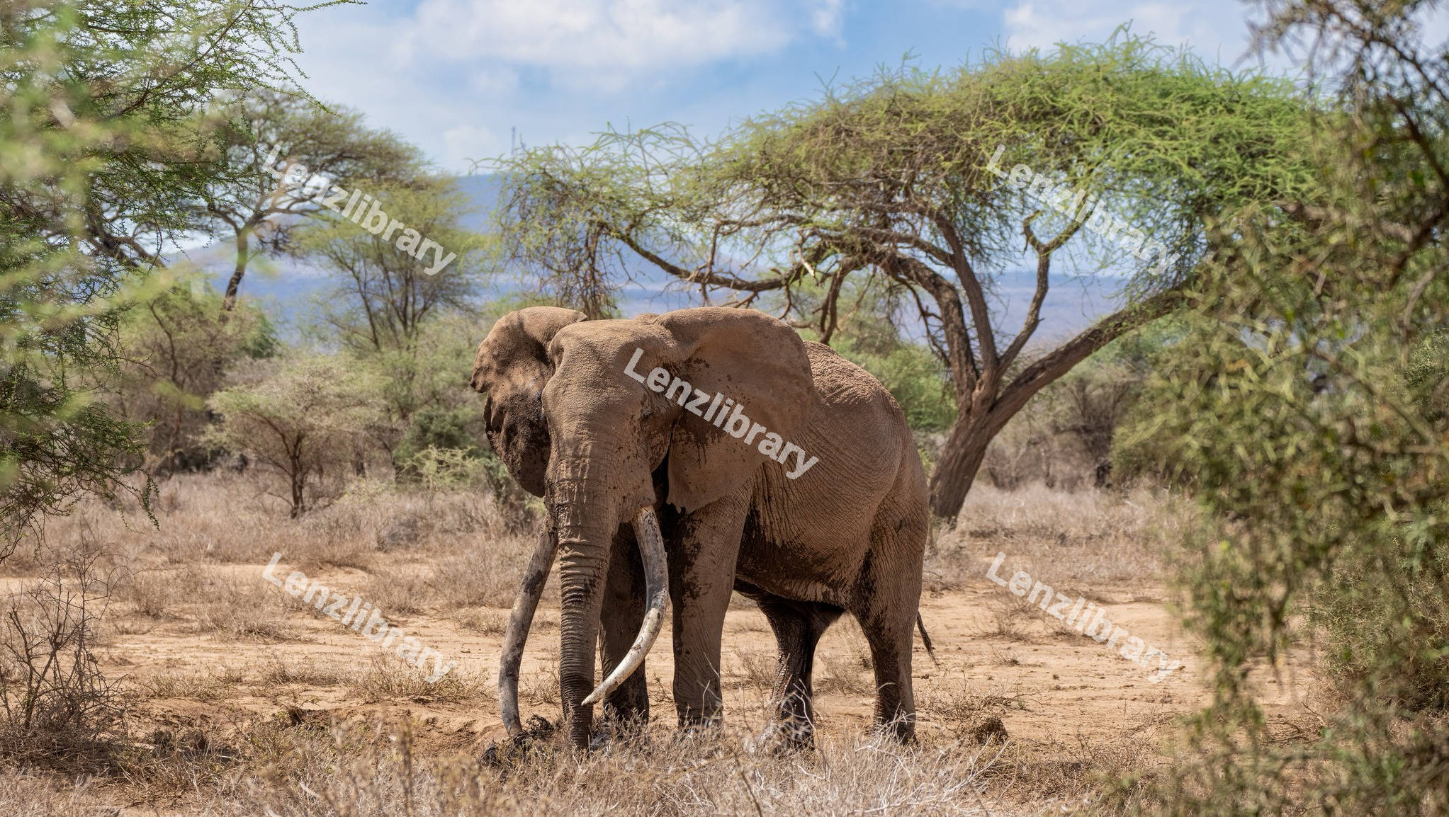 African Elephant